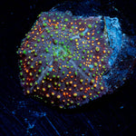 Rainbow Interstellar Mushroom 