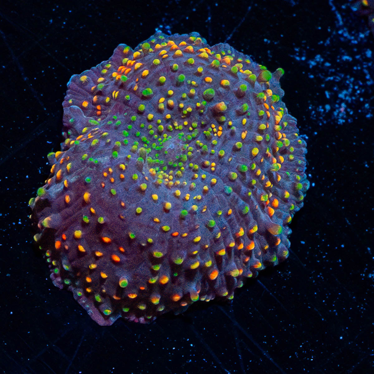 Rainbow Interstellar Mushroom 