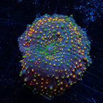 Rainbow Interstellar Mushroom 