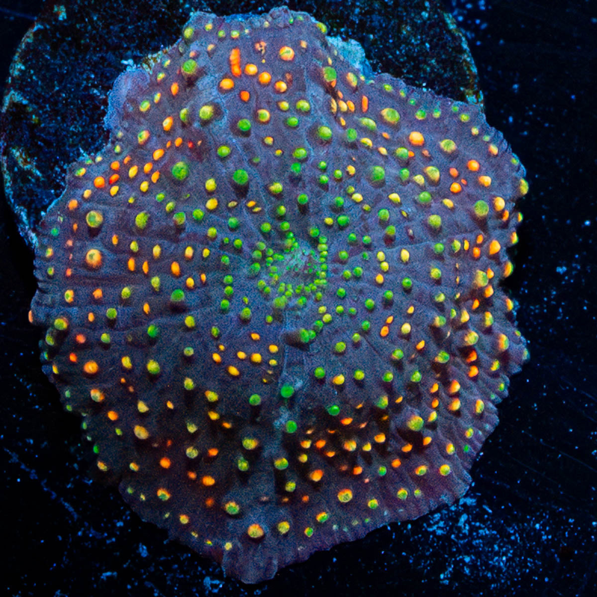 Rainbow Interstellar Mushroom 