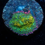 Golden gonzoa Dragon Bounce mushroom 