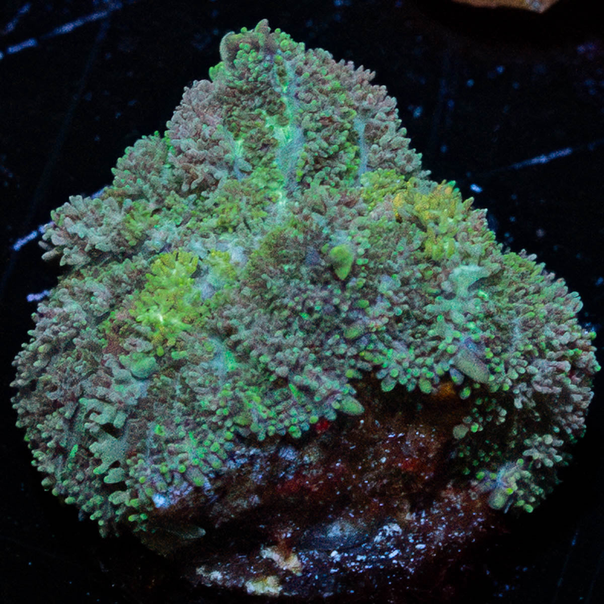 carpet Bomb Mushroom 