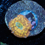 Mysterio Mushroom - riptide aquaculture llc