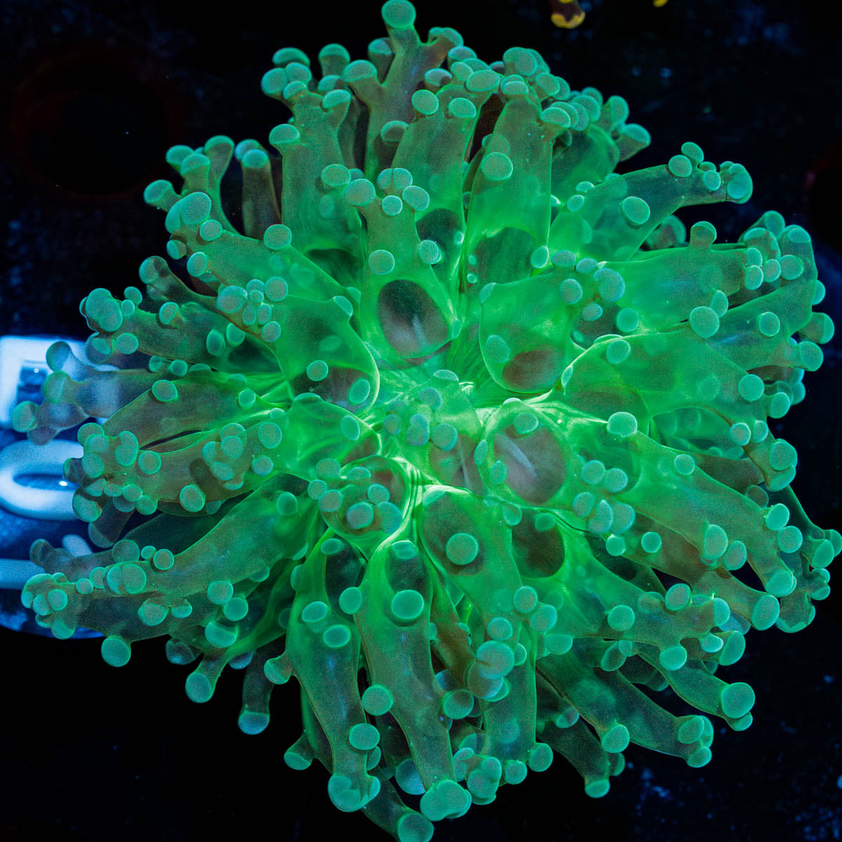 Neon Green FrogSpawn 