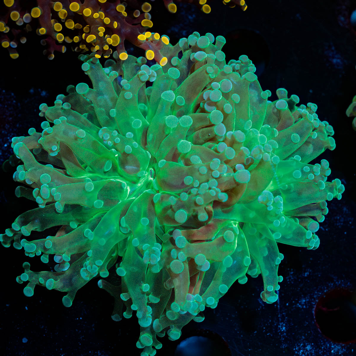 Neon Green FrogSpawn 