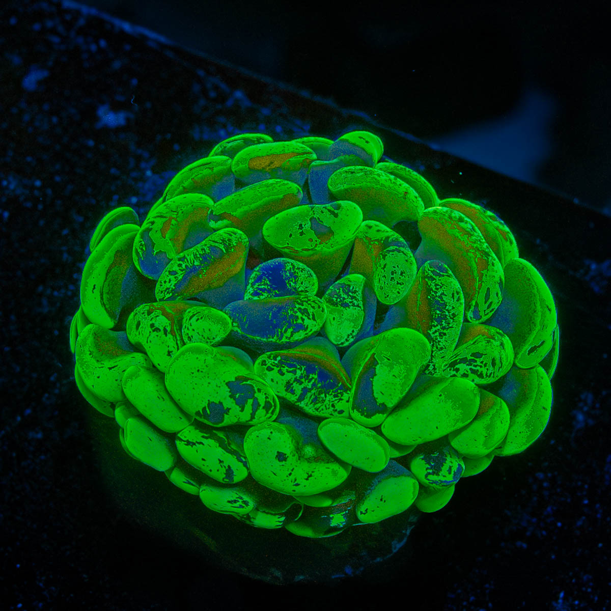 Ultra Splatter Hammer 