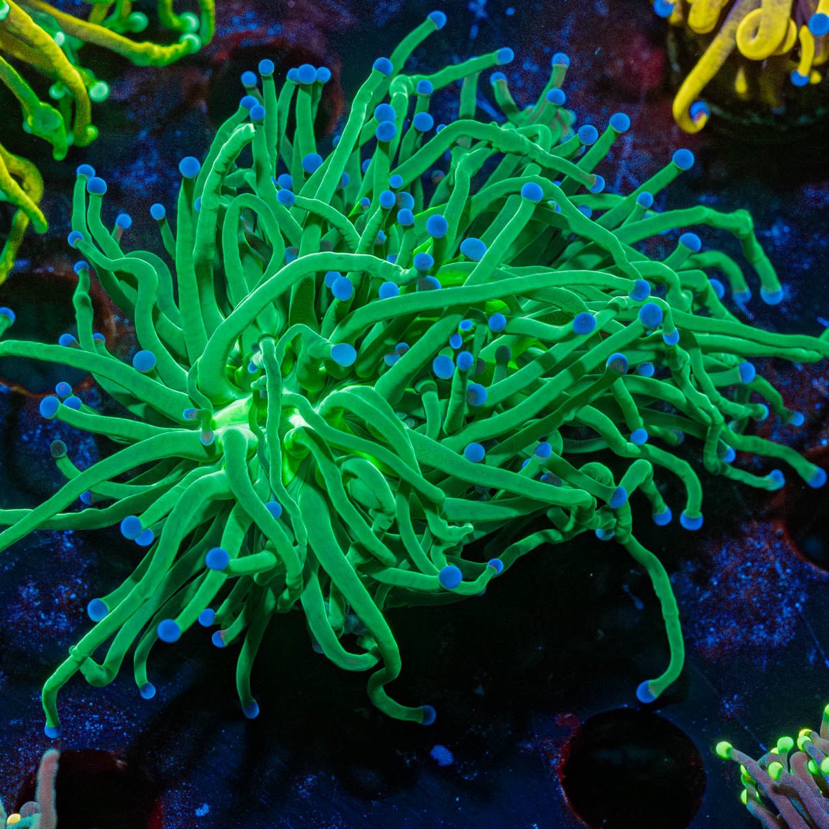 Blue Tipped Torch - riptide aquaculture llc