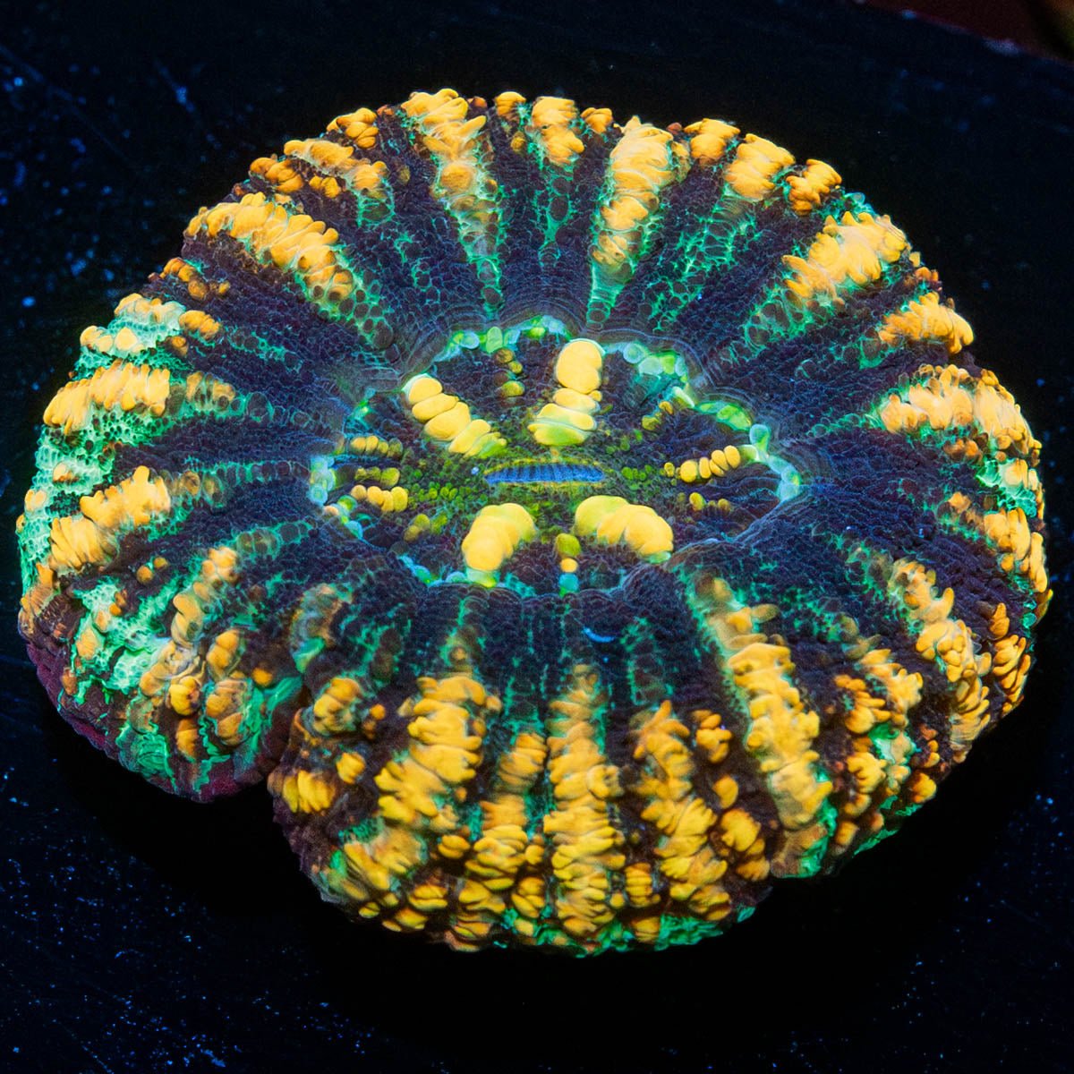 Ultra Button Scoly - riptide aquaculture llc