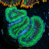 Acan Micromussa 