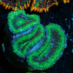 Acan Micromussa 