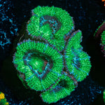 Acan Micromussa 