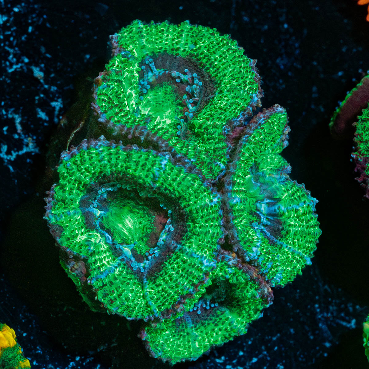 Acan Micromussa 