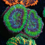 Acan Micromussa 