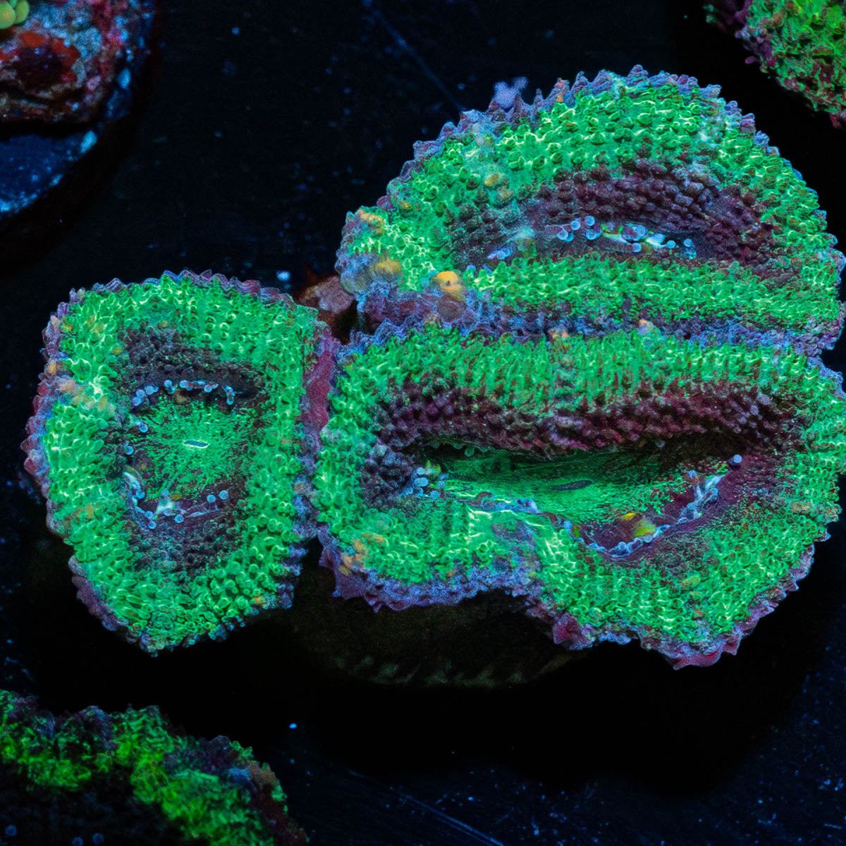 Acan Micromussa 