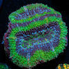 Acan Micromussa 