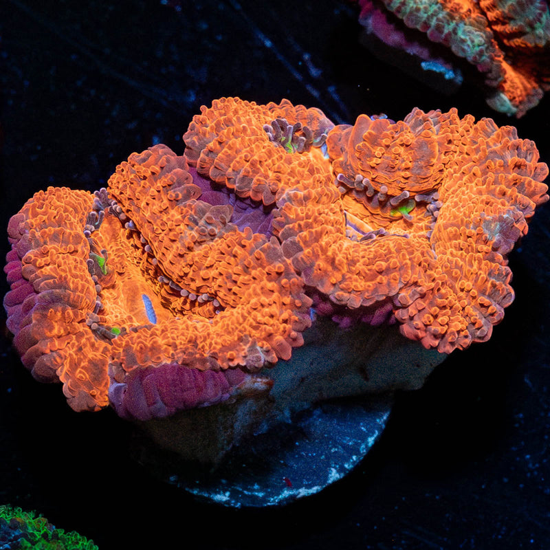 Acan Micromussa