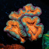 Acan Micromussa 