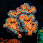 Acan Micromussa 