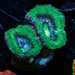 Acan Micromussa 