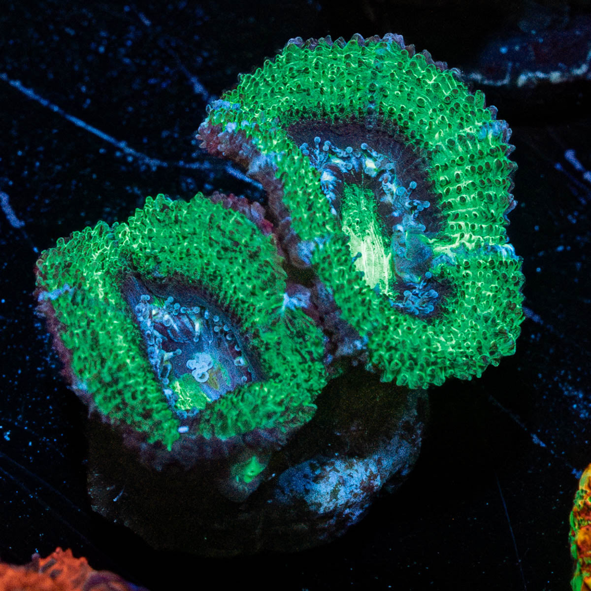 Acan Micromussa 
