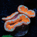 Acan Micromussa 