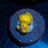 WWC Golden Gods Zoanthid 