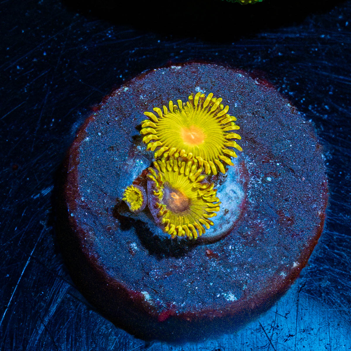 WWC Golden Gods Zoanthid 