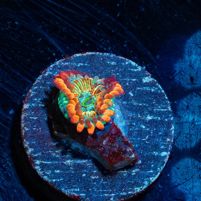 White Walkers Zoanthid