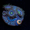 Blue Jay Zoanthid 