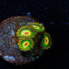 Rasta Zoanthid 