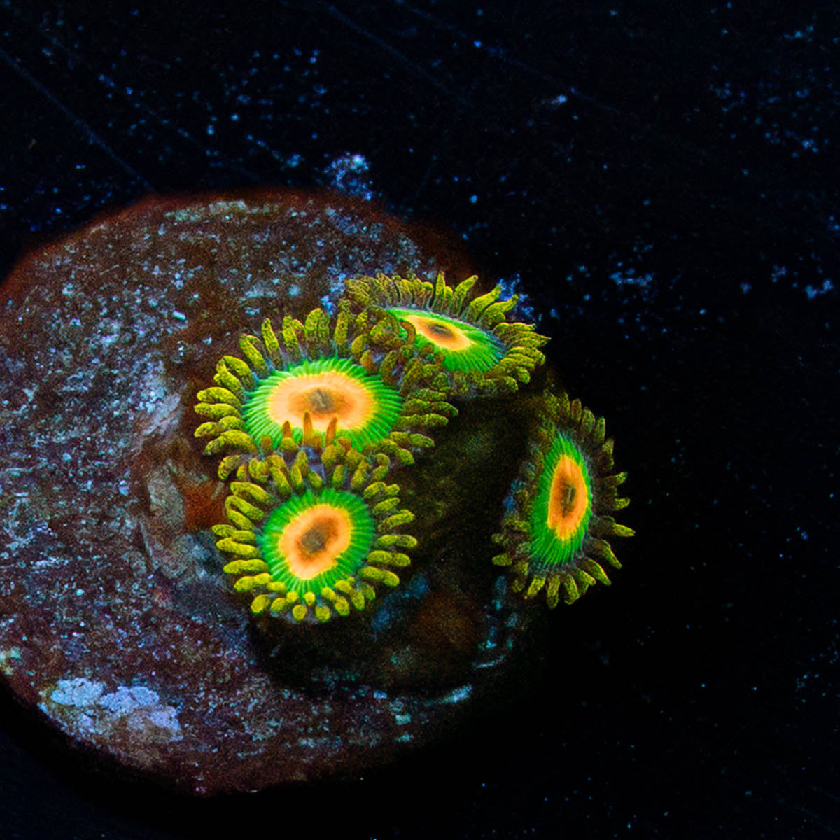 Rasta Zoanthid 