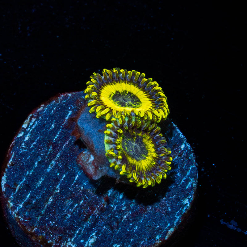 LA Lakers Zoanthid