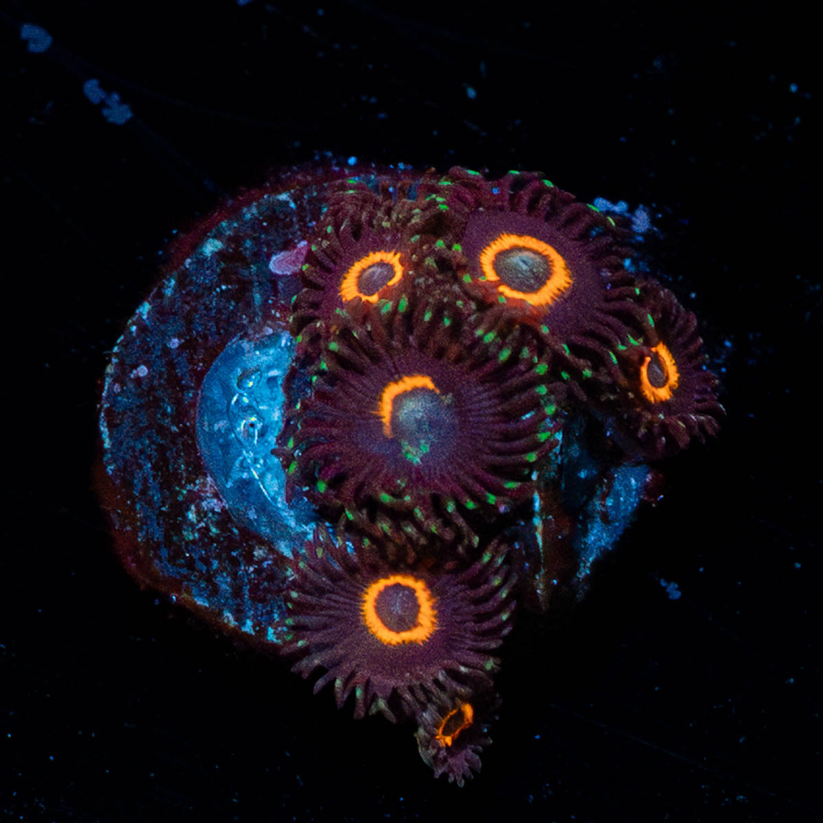 Jamba Juice Zoanthid 