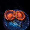 Orange Bam BAms Zoanthid 