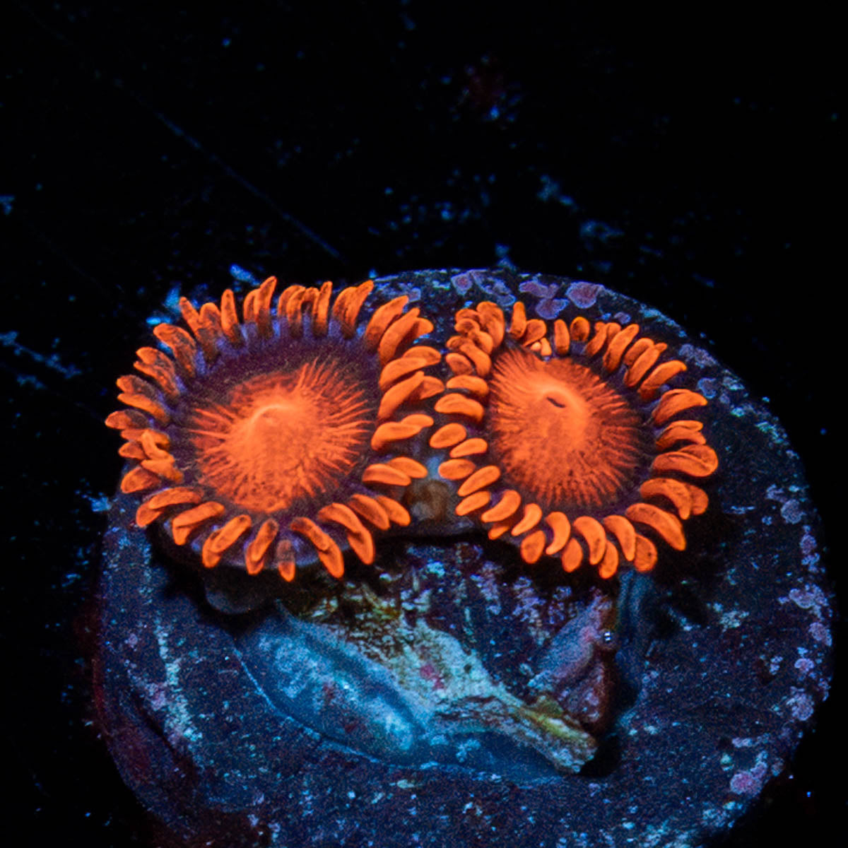 Orange Bam BAms Zoanthid 
