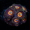 Jamba Juice Zoanthid 