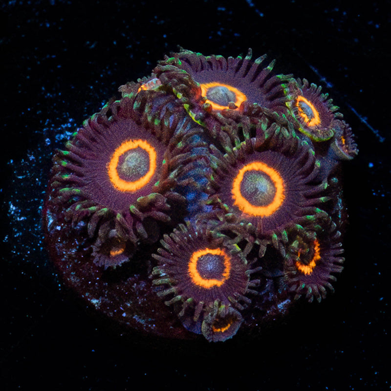 Jamba Juice Zoanthid