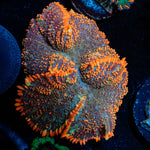 Lush Rhodactis Mushroom 