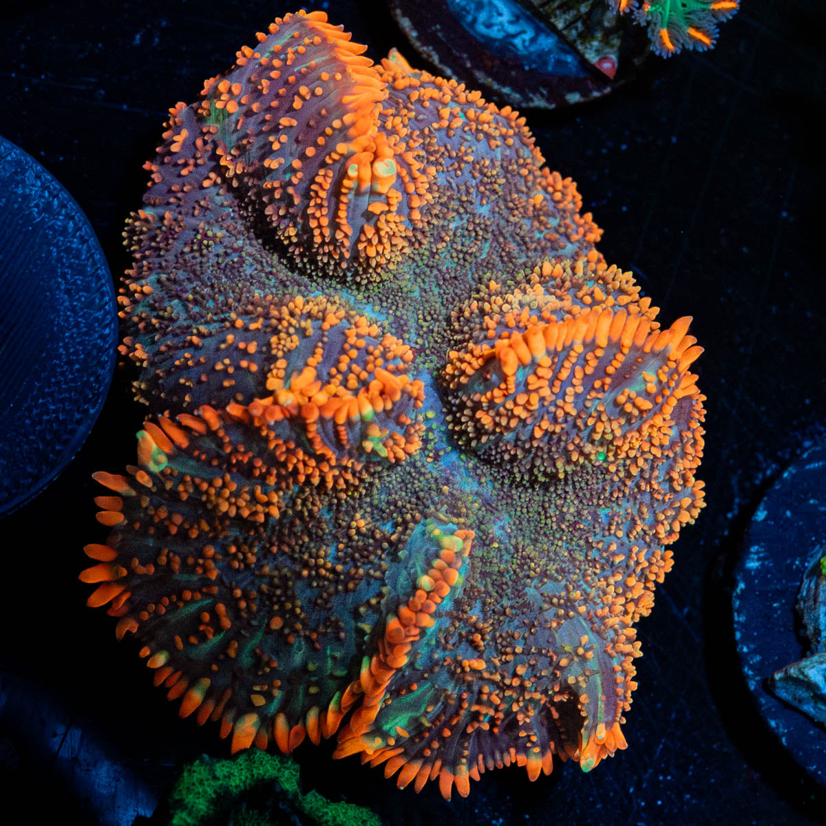 Lush Rhodactis Mushroom 