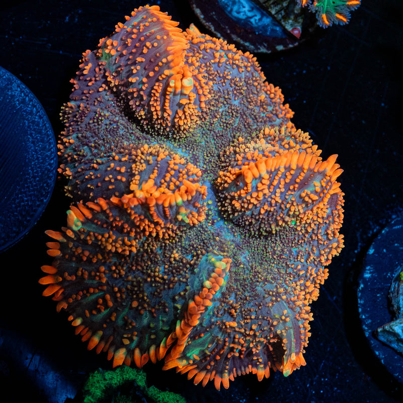 Lush Rhodactis Mushroom