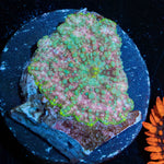 Pink Confetti Mushroom 