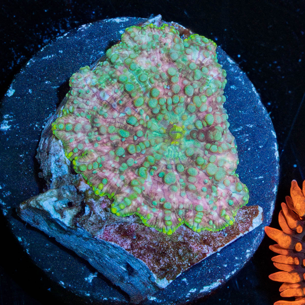 Pink Confetti Mushroom 