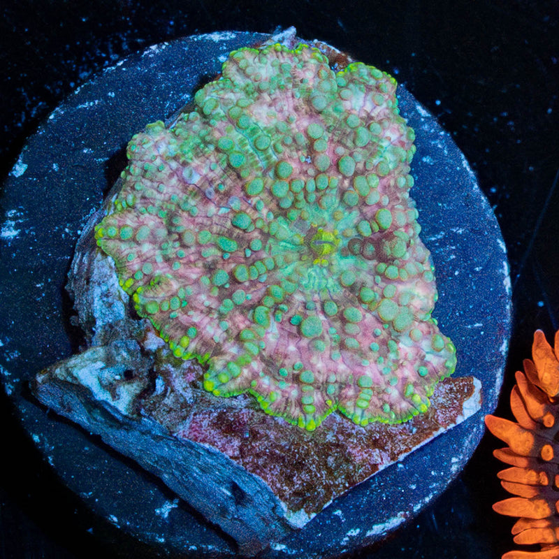 Pink Confetti Mushroom