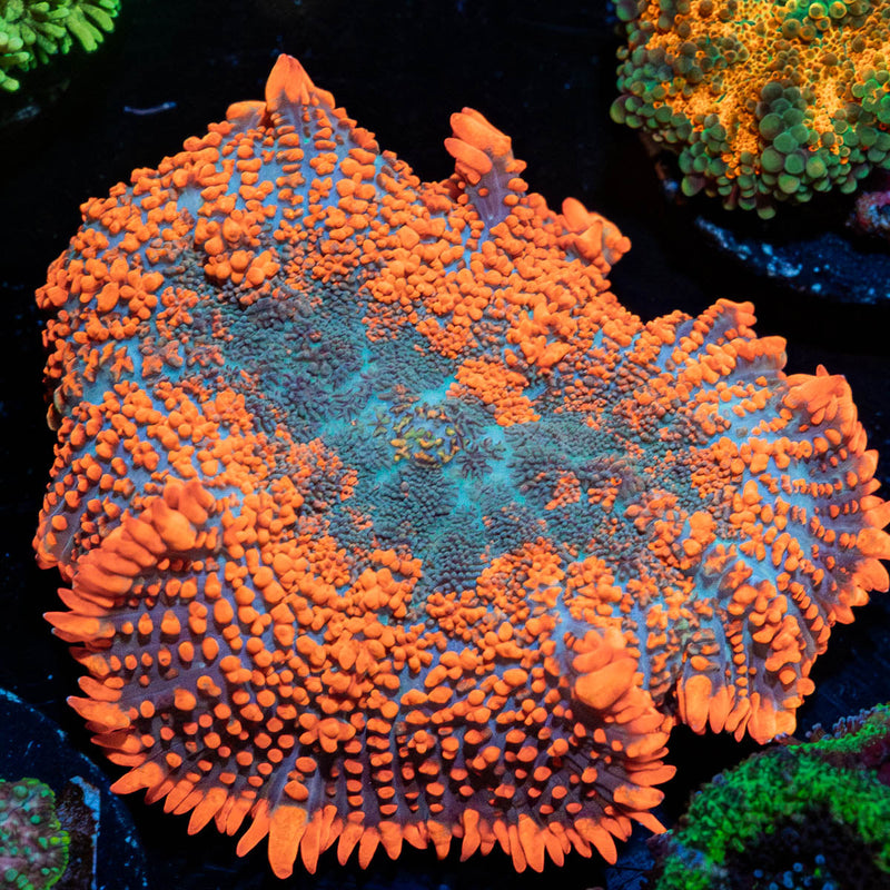 Magma Flow Rhodactis Mushroom