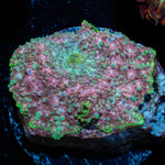 Pink Confetti Mushroom 