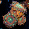 Magician Zoanthid 