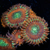 Magician Zoanthid 