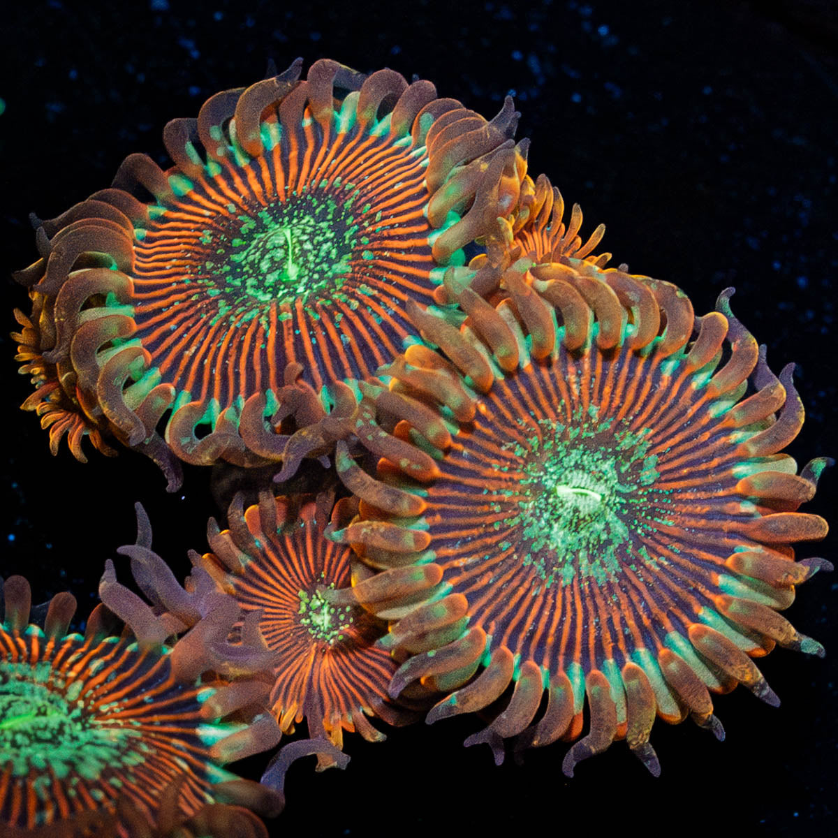 Magician Zoanthid 