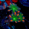ARC Firework Clove Polyp 