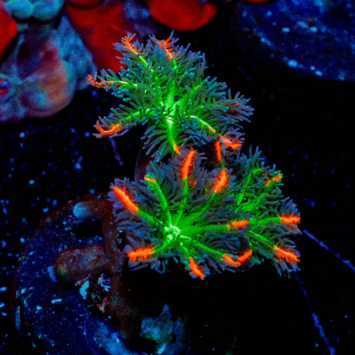 ARC Firework Clove Polyp 